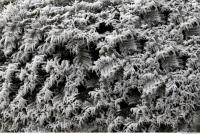 frozen hedge 0005